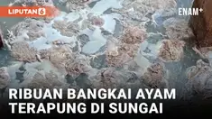 Ribuan Bangkai Ayam Terapung di Sungai di Musi Rawas Sumsel