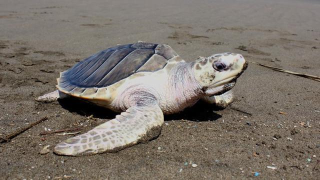 Pantai Ngagelan, Alas Purwo, Banyuwangi