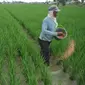 Petani memupuk tanaman padi di Karawang, Jawa Barat, Senin (4/7). Untuk mencapai target swasembada pangan 2016, pemerintah telah mengalokasikan anggaran sebesar Rp 20 triliun. (Liputan6.com/Gempur M Surya)