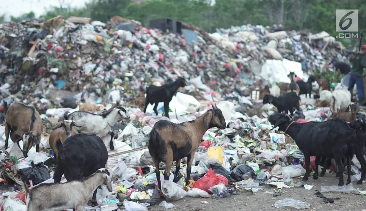 Sejumlah kambing memakan sampah plastik di tempat pembuangan sampah di kawasan Sunter, Jakarta, Rabu (8/5). Sulitnya mencari rumput di Ibukota menyebabkan para peternak terpaksa membiarkan hewan-hewan tersebut mengais makanan tidak pada tempatnya. (Liputan6.com/Immanuel Antonius)