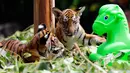 Dua ekor bayi kembar harimau China Selatan tampak sedang bermain di Taman Safari Chimelong di Guangzhou, ibu kota Provinsi Guangdong, China selatan, pada 28 September 2020. Keduanya, yang lahir pada 7 Juni, merayakan 100 hari kelahiran mereka pada Senin (28/9). (Xinhua/Huang Guobao)
