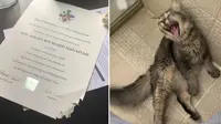 Pria ini curhat sertifikat sarjananya dimakan kucing, netizen ikut sedih. (Sumber: World of Buzz)