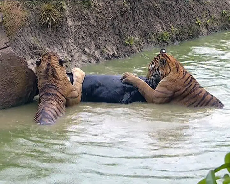 Detik-detik harimau menerkam keledai yang sengaja di dorong oleh petugas kebun binatang Yancheng Safari Park di Yancheng, China (Facebook/CGTN) 
