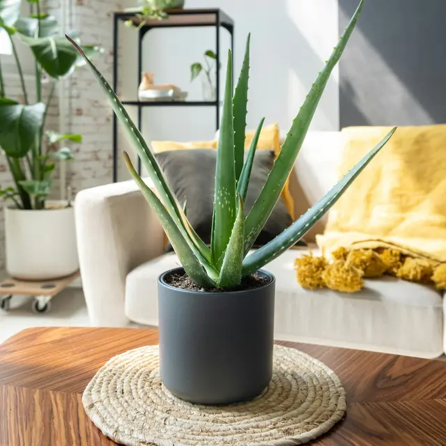 Aloe Vera