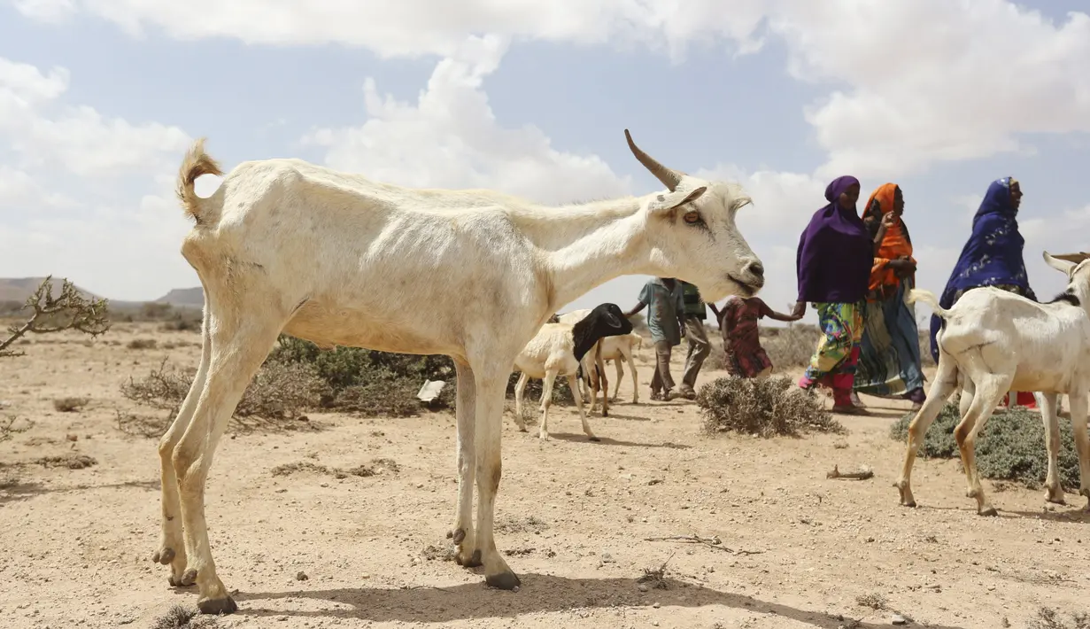 Hewan ternak tampak kurus kering akibat berkurangnya volume air di kota Hargeysa selatan, Somalia, (7/4). El Nino merupakan gejala penyimpangan cuaca yang mengakibatkan panas yang berkelanjutan hingga mengalami kekeringan. (REUTERS / Feisal Omar)