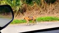 Seekor anak monyet yang kehilangan induknya menggantungkan hidupnya pada seekor anjing.