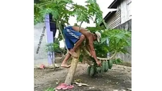 6 Potret Pohon Pepaya Tumbuh di Tempat Tak Terduga Ini Bikin Heran