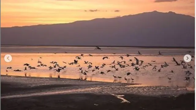 Danau di Afrika Bisa Bikin Hewan Mengeras Seperti Batu