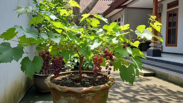 Jenis Pohon Buah dalam Pot yang Cocok untuk Halaman Kecil tapi Tetap Panen Banyak