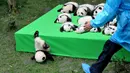 Seekor bayi panda jatuh terjungkal saat dipamerkan di atas panggung di pusat penelitian panda di Chengdu, Sichuan, China, Kamis (29/9). Sebanyak 23 anak panda yang dilahirkan di tempat tersebut dihadirkan pada panggung ini. (China Daily/via REUTERS)