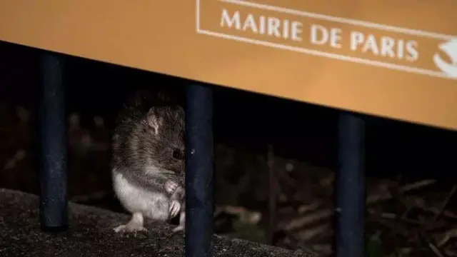 6 Potret Paris yang Dipenuhi Tikus, Populasinya Disebut Lebih dari Warga