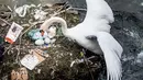 Seekor angsa putih memeriksa sarangnya di danau dekat Jembatan Ratu Louise, Kopenhagen, Denmark, Selasa (17/4). Sarang yang terdapat sejumlah telur tersebut sebagian terbuat dari sampah yang ditemukan di danau. (Mads Claus Rasmussen/Ritzau Scanpix via AP)