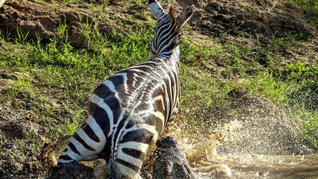 Apa zebra makan Kumpulan Tebak