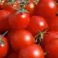 Mengandung lycopene, antioksidan yang melawan radikal bebas penyebab kanker. Tomat juga mengandung vitamin C yang dapat mencegah kerusakan sel yang dapat menjadi kanker. (Istimewa)
