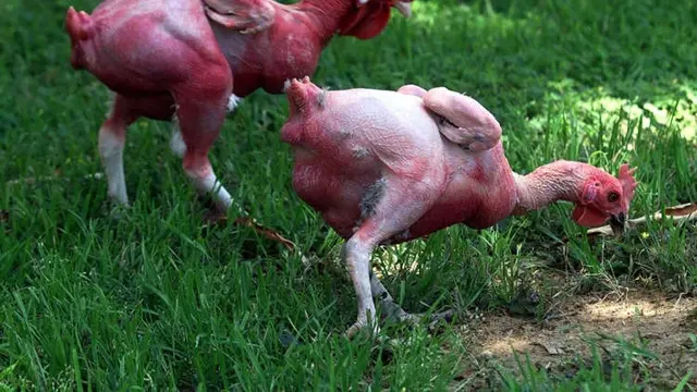 Ayam Tanpa Bulu