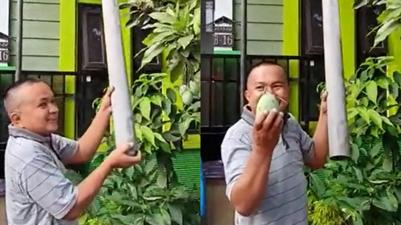 Cara unik seorang bapak memetik buah mangga