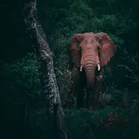 Gajah | unsplash.com/@gerandeklerk