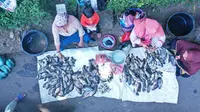 Akibat Fenomena Koyo, Pembudidaya Ikan Air Tawar di Lumajang Terpaksa memmanen ikan lebih awal dan menjualnya dengan harga murah (Istimewa)