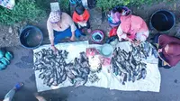 Fenomena Koyo Ranu Klakah Lumajang, Petani Jual Murah Ikan Hasil Keramba