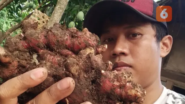 Tanam Jahe Merah Jadi Inisiatif Untuk Memberdayakan Para Pemuda Jadi Petani di Tengah Pandemi Covid-19 (Liputan6.com/Ahmad Adirin)