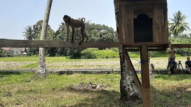 Sekolah Tinggi Ilmu Beruk (STIB) di Desa Apar, Kecamatan Pariaman Timur, Kota Pariaman, Provinsi Sumatera Barat (Liputan6.com/Rino Abonita).