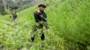 Petugas memusnahkan tanaman ganja di sebuah ladang di Indrapuri, Aceh, Kamis (26/4). Menurut petugas, pemusnahan tanaman ganja itu untuk memutus mata rantai peredaran narkoba jenis ganja langsung dari hulu. (AFP/Chaideer Mahyuddin)