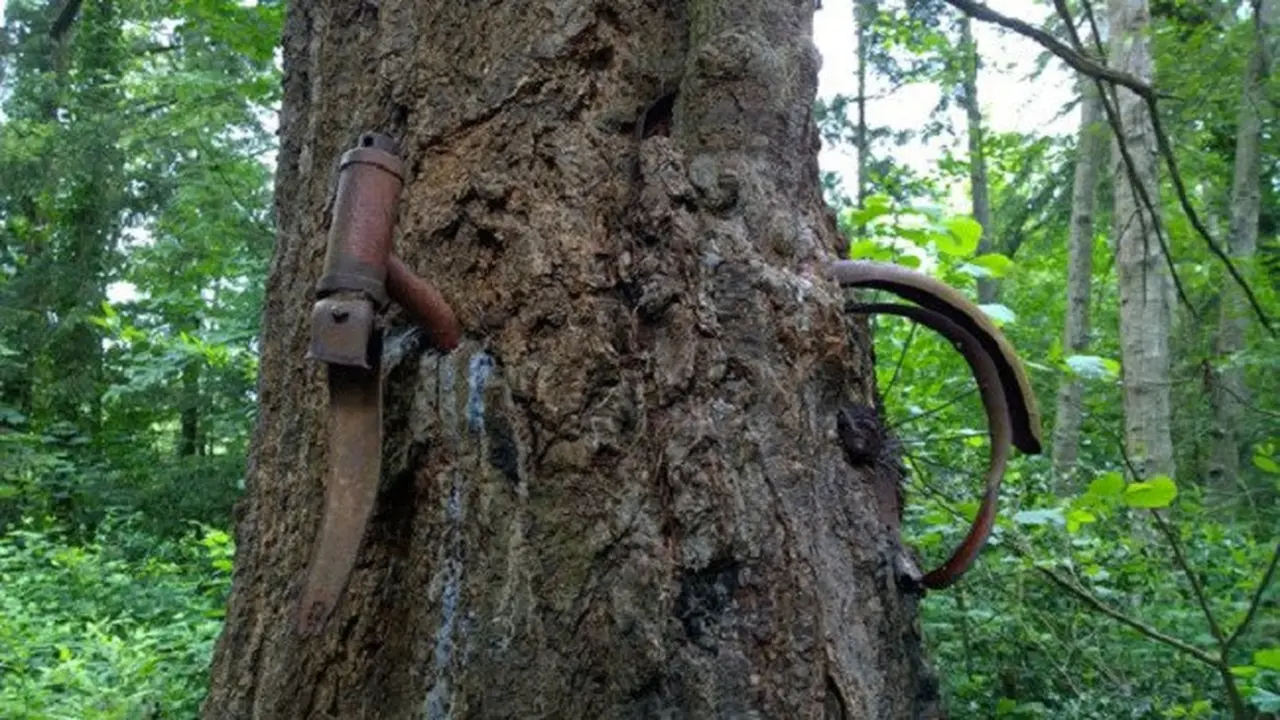 Penjelasan mengapa sepeda tua ini bisa masuk ke dalam pohon.