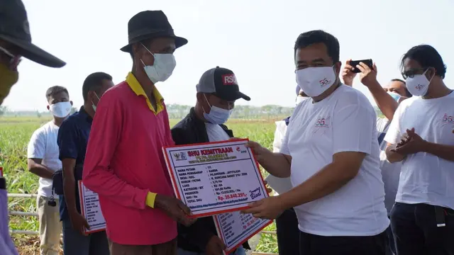 RNI melalui anak perusahaann PT PG Rajawali II, sukses melaksanakan program Kemitraan Budidaya Tebu bagi masyarakat desa penyangga di lingkungan areal lahan HGU Unit Pabrik Gula (PG) Jatitujuh. (Dok RNI)