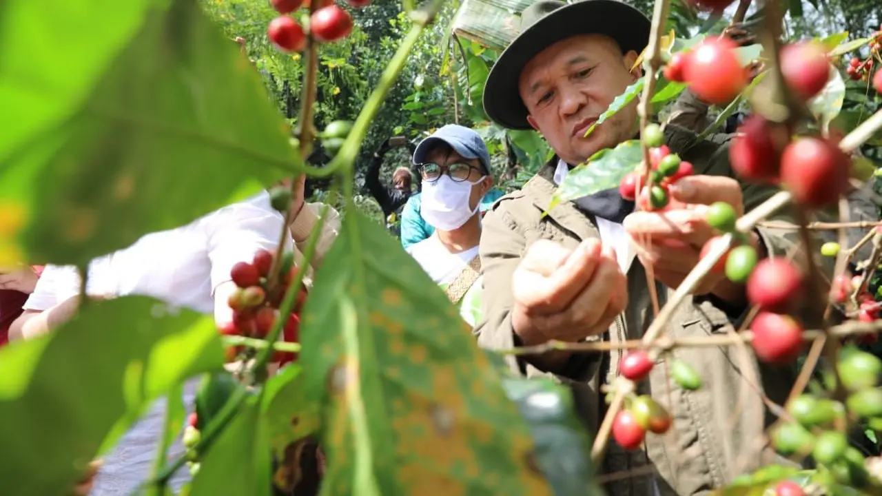 Menteri Koperasi dan UKM Teten Masduki panen kopi. (Dok Kemenkop)