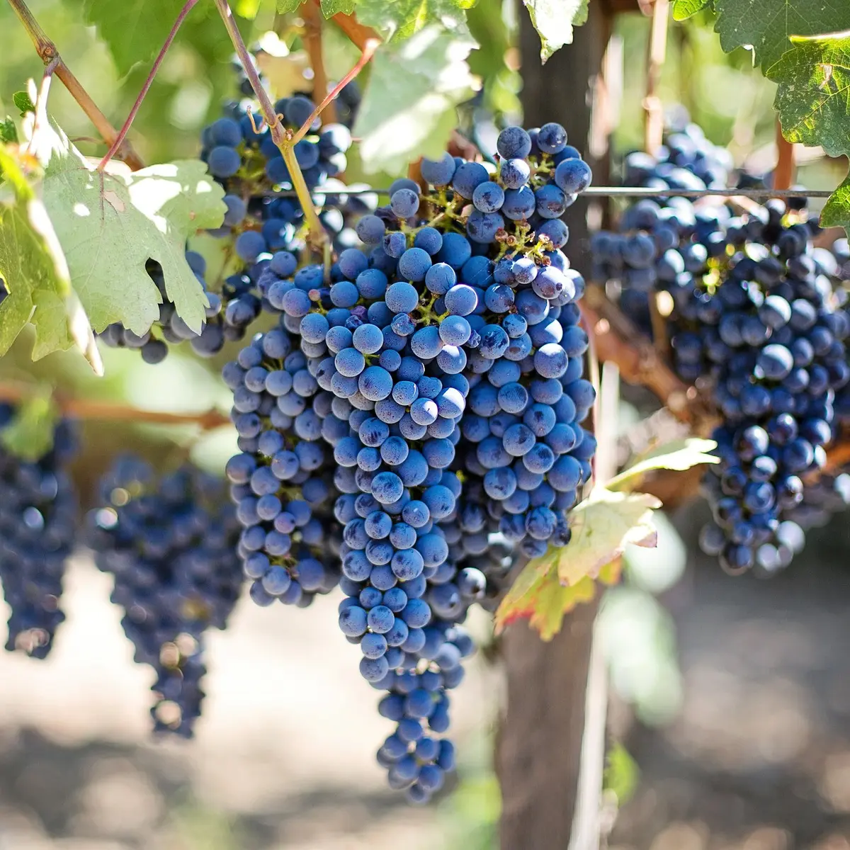 Manfaat Buah Anggur Untuk Kesehatan Mata