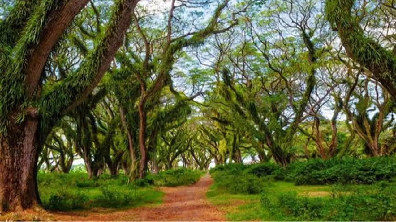 De Djawatan Banyuwangi (Istimewa)