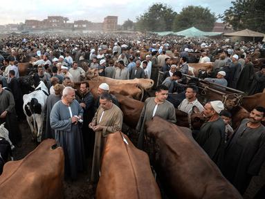 Aktivitas pedagang ternak dan pembeli menjelang Idul Adha di pasar Ashmun, Mesir, Rabu (15/8). Dalam Perayaan Idul Adha, umat islam di seluruh dunia akan menyembelih hewan ternak seperti kambing, domba, onta, sapi dan kerbau. (AFP/Mohamed el-Shahed)