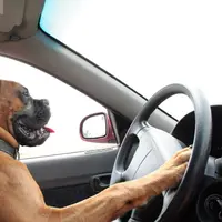 Berlaga seperti sopir, anjing ini kendarai mobil-mobilan milik anak majikannya.