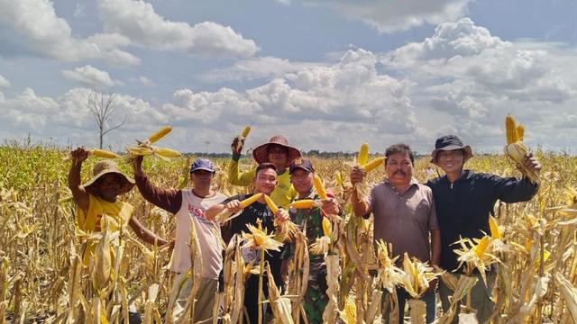 Keberhasilan panen jagung di food estate Gunung Mas