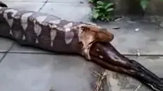 Menegangkan sekali menyaksikan seekor ular phiton memuntahkan kembali kangguru yang telah dimangsanya.
