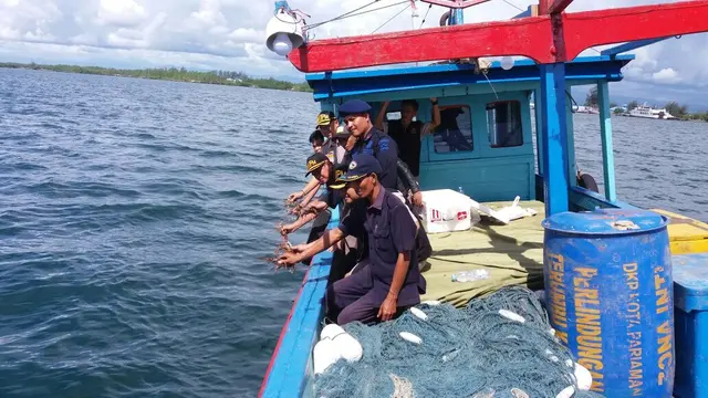 Belasan Bayi Lobster Hasil Sitaan Kembali Ke Laut Bebas