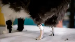 Kaki palsu bionic yang dipasangkan di kaki seekor kucing bernama Pooh di Sofia Central Vet Clinic, Bulgaria, (26/1). Pooh melakukan operasi pemasangan kaki bionic di klinik badan amal lokal. (AFP Photo/Nikolay Doychinov)