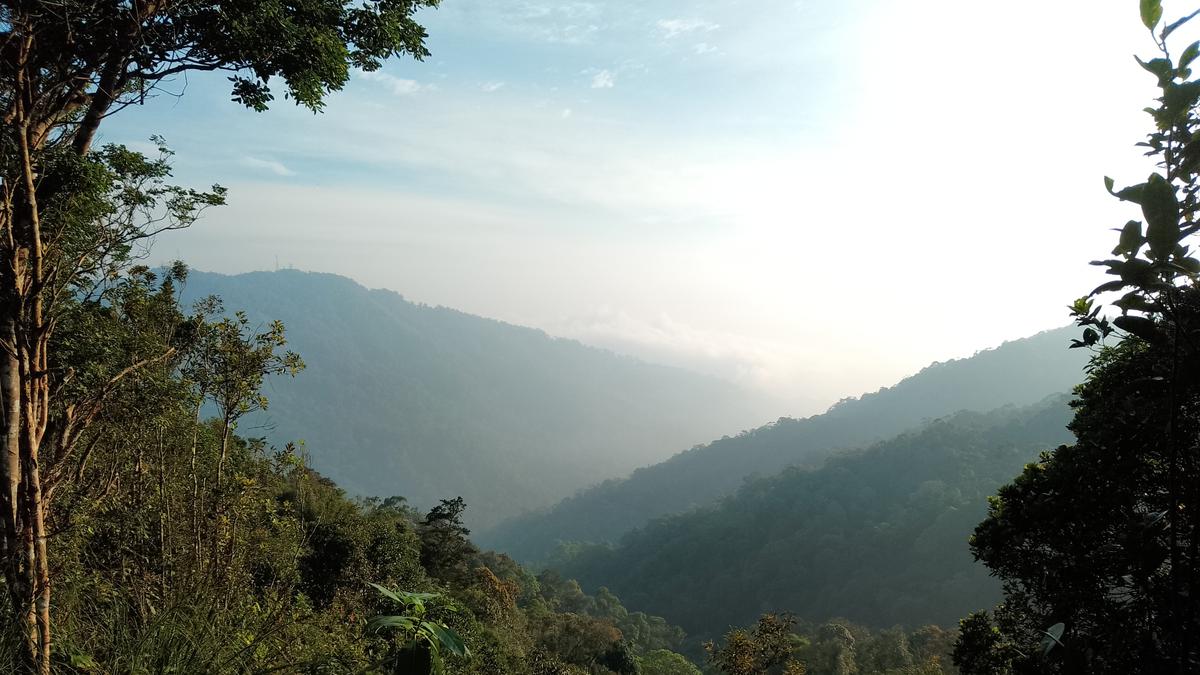 6 Fakta Menarik Gunung Semangkok yang Populer di Kalangan Pengamat Burung