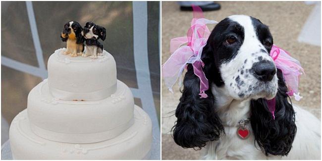 Dog's marriage