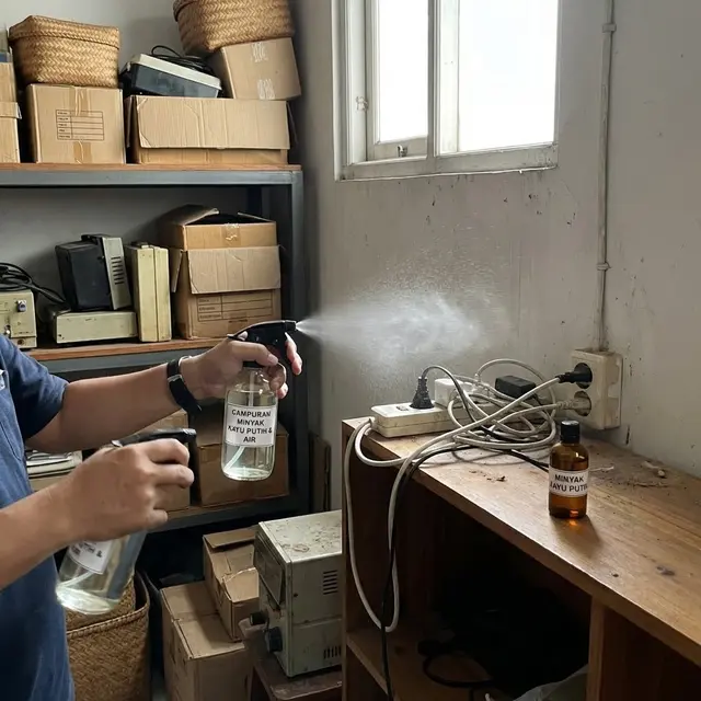 Cara Mengusir Tikus dengan Minyak Kayu Putih