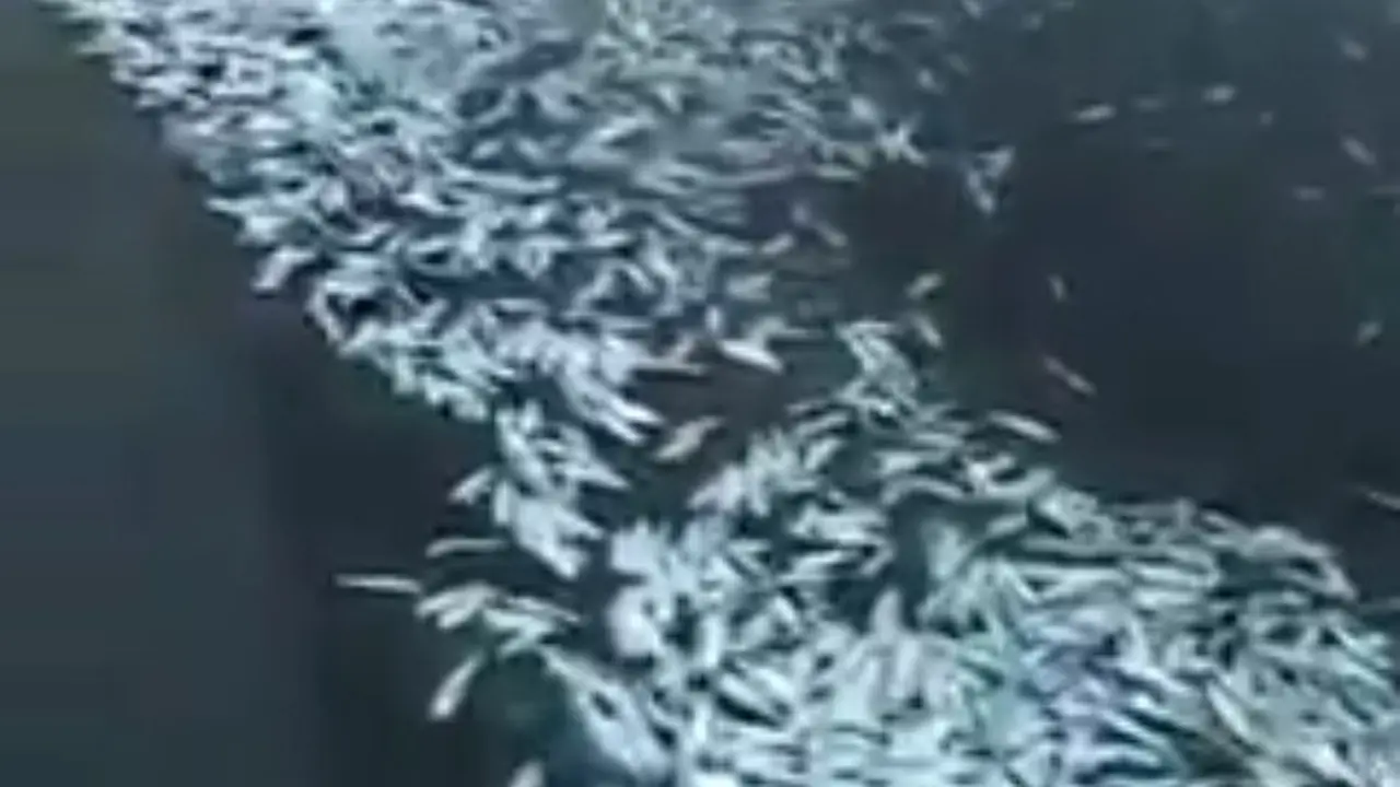 Ribuan ikan mati terdampar di Pantai Sikabaluan Kabupaten Kepulauan Mentawai. (ist)