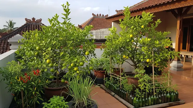 Ide Kebun Jeruk Nipis Ekonomis di Teras Rumah