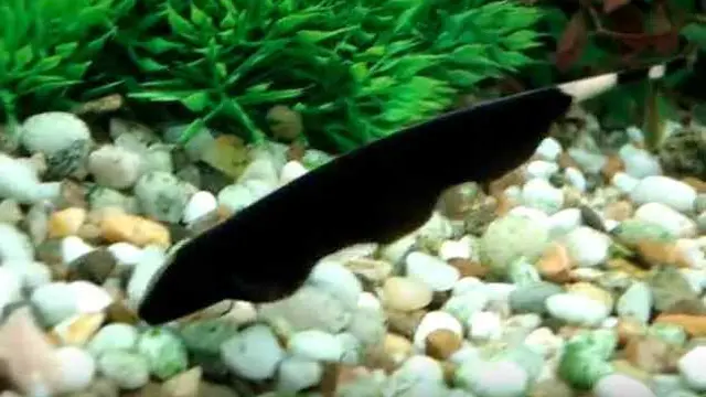 Ikan Black Ghost