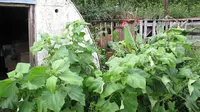 7 Ide Kebun Umbi Yakon di Pekarangan Rumah, Mudah Dirawat untuk Cadangan Pangan Rumahan