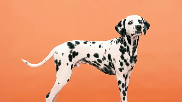 Dalmatian
