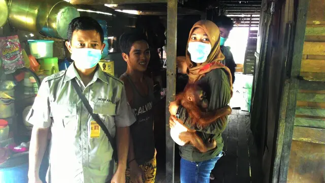 Orang Utan