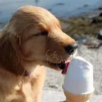 Jangan lupa untuk selalu ucapkan terima kasih, ya! Biar nggak kalah sopan sama anjing Golden Retriever ini. :D