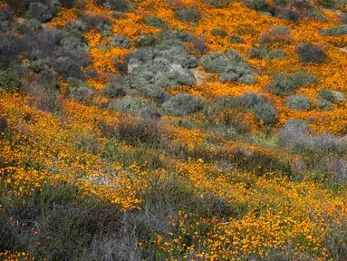 Seorang biksu berjalan di antara bunga poppy yang mekar di Danau Elsinore, California pada 8 Maret 2019. Pada dasarnya Poppy adalah tumbuhan herbal yang kerap ditanam karena bunganya berwarna-warni. (Photo by Maro SIRANOSIAN / AFP)