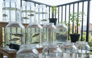 Ternak Ikan Patin di Galon. AI