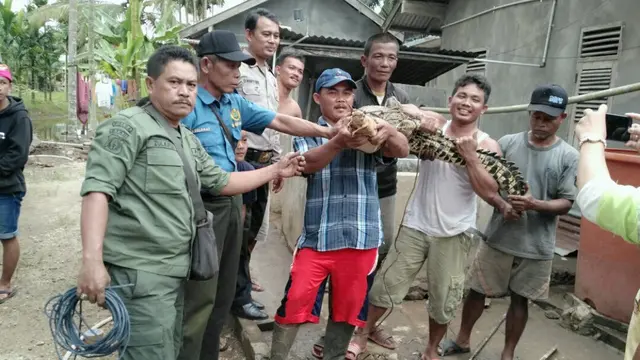 Nasib Buaya Muara yang Tongkrongi Parit Tempat Anak-anak Mandi